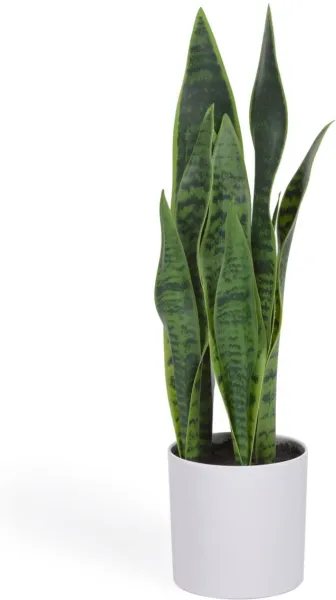 Sansevieria, Pianta artificiale, bianca, H55x18x19 cm