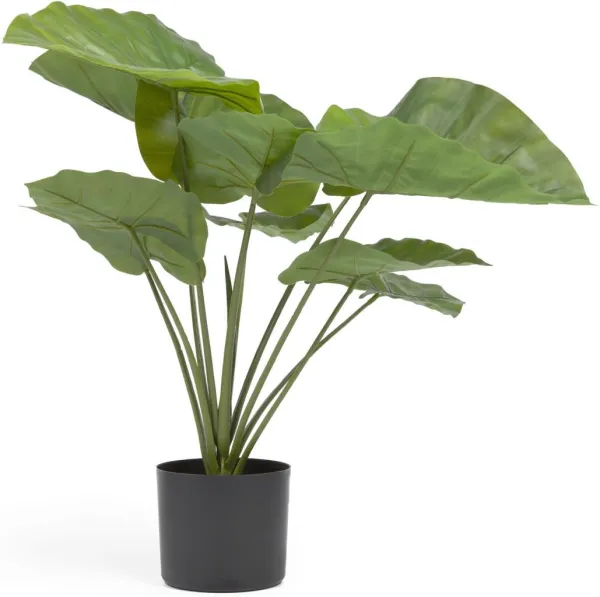 Alocasia, Pianta artificiale, nera, H57x63x63 cm